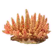 Nature's Image NI-71B Acropora humilis Pink 8.5x6x6.5 Inch. Pyramid Coral Replica Nature's Image NI-71B Acropora humilis Pink 8.5x6x6.5 Inch. Pyramid Coral Replica
