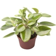 Brook Floras Peperomia Pixie Arenal - Fresh Live Indoor Plant Brook Floras Peperomia Pixie Arenal - Fresh Live Indoor Plant