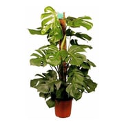 Monstera Pertusum Plant H120cm