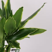 Dracaena Fragrans - Live Plant In A Marble Design Pot By Flora D'lite