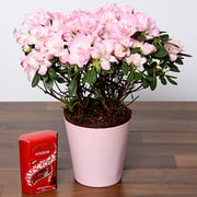 Beautiful Pink Azalea Plant & Lindt Truffles