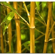 Scent Air Golden Bamboo Fragrance Cartridge Oil For Scentwave Ifra Regulated Safe Scent For Home And Business Scent Air Golden Bamboo Fragrance Cartridge Oil For Scentwave Ifra Regulated Safe Scent For Home And Business