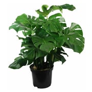 Alqasr VP116 Monstera Deliciosa Alqasr VP116 Monstera Deliciosa
