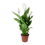 Brook Floras Spathiphyllum - Fresh Live Indoor Plant