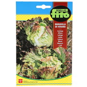 Fito Lettuce Summer Marvel Fito Lettuce Summer Marvel
