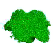 Nature's Image NI-151B Sarcophyton Elegans Green 5x4.75x2.25 Inch. Replica Coral Nature's Image NI-151B Sarcophyton Elegans Green 5x4.75x2.25 Inch. Replica Coral