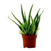 Alqasr VP91 Aloe Vera