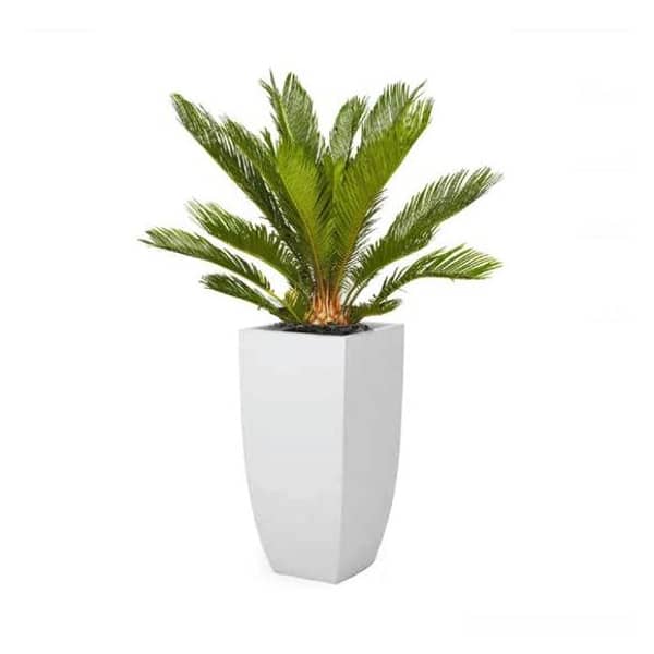 Al Qasr Cycus Revoulta ES32