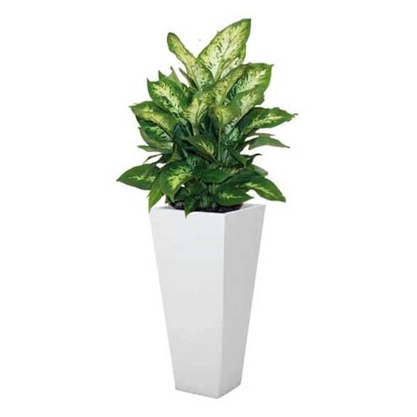 Al Qasr Diffenbachia camilla SS07 Al Qasr Diffenbachia camilla SS07