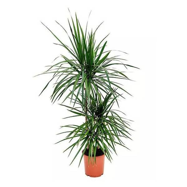 Dracaena Marginata 90-45-15 3PP Plant H130-150cm