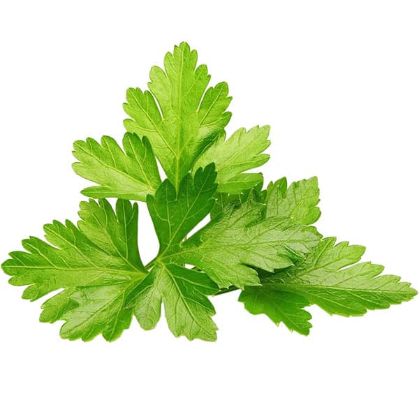 Click and Grow Coriander Plant Pods