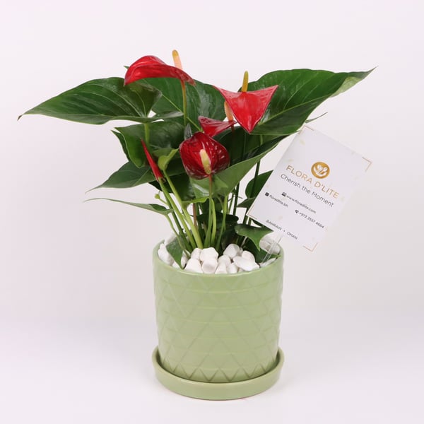 Flora D'lite Red Anthurium Plant In A Olive Green Ceramic Pot Flora D'lite Red Anthurium Plant In A Olive Green Ceramic Pot