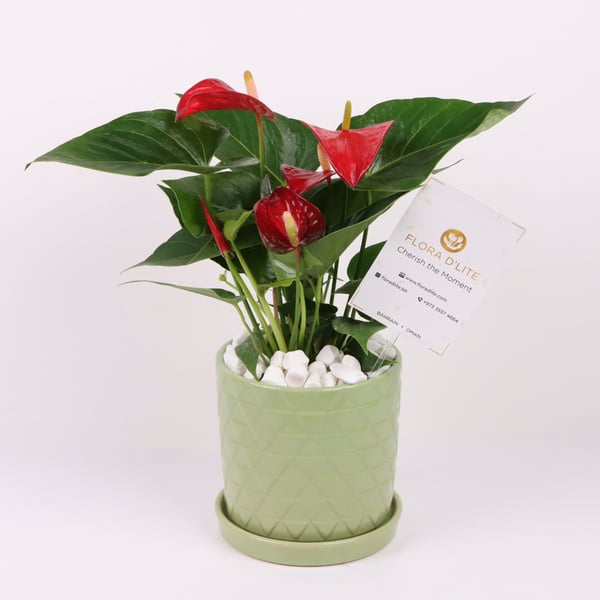 Flora D'lite Red Anthurium Plant In A Olive Green Ceramic Pot