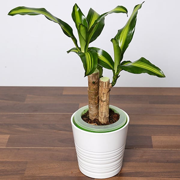 Buy Massangeana Plant In Ceramic Pot In Dubai Sharjah Abu Dhabi Uae Price Specifications Features Sharaf Dg