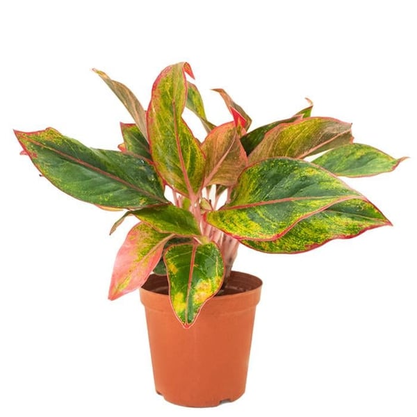 Brook Floras Aglaonema Pink Siam - Live/Fresh Indoor Plants Brook Floras Aglaonema Pink Siam - Live/Fresh Indoor Plants