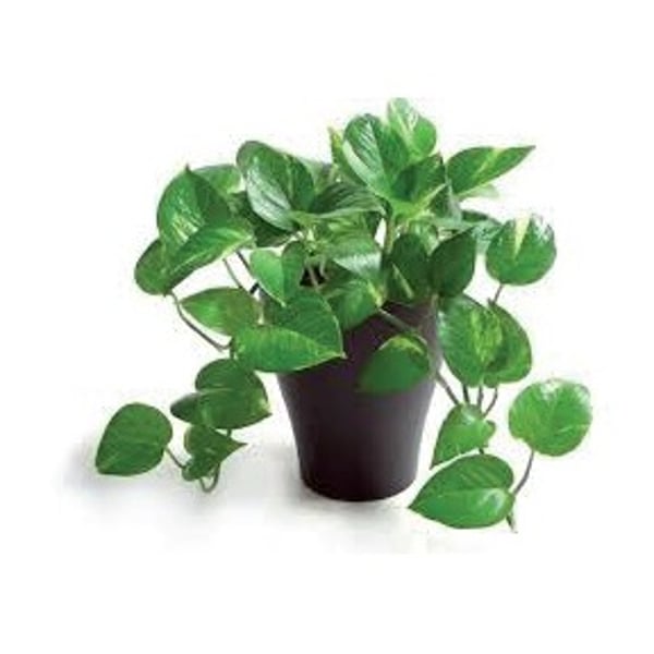 Money hotsell plant price