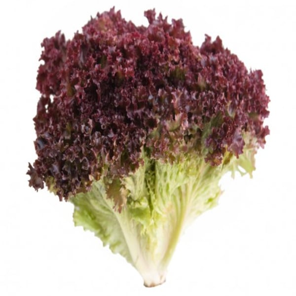 Lolo rossa (GCC) 500gm Lolo rossa (GCC) 500gm
