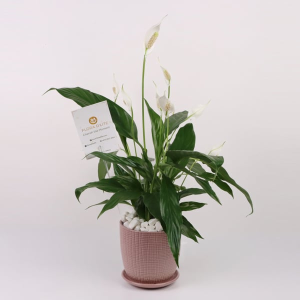 Spathiphyllum Plant - Peace Lily Plant In A Ceramic Pot By Flora D'lite