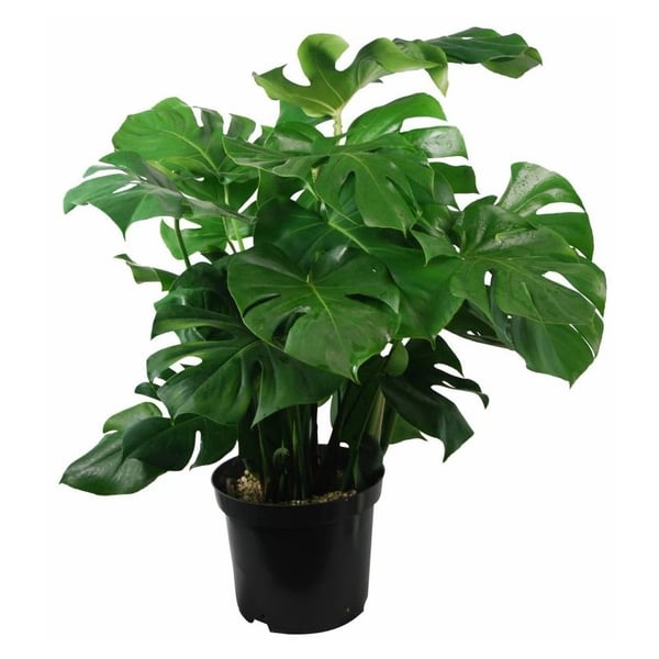 Alqasr VP116 Monstera Deliciosa