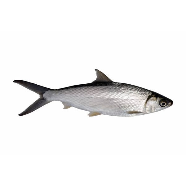 Marine Milk Fish / Poomeen (small) - Whole Cleaned 500g