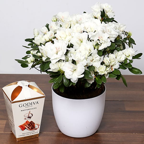 Beautiful White Azalea Plant & Godiva Truffles