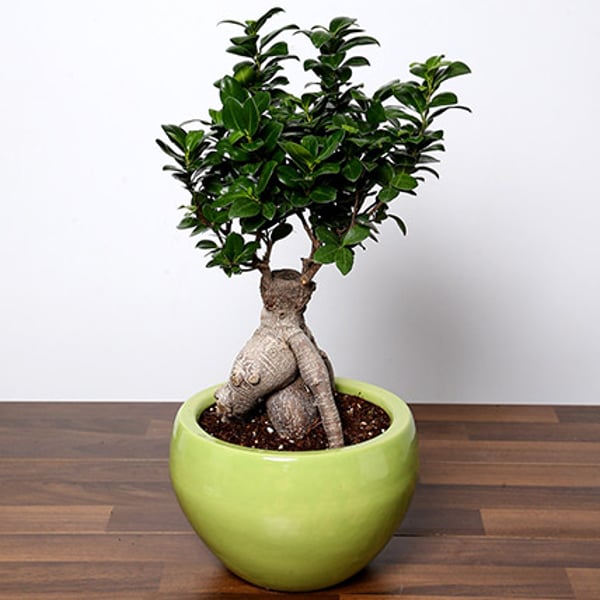 Bonsai Plant In Green Pot Bonsai Plant In Green Pot