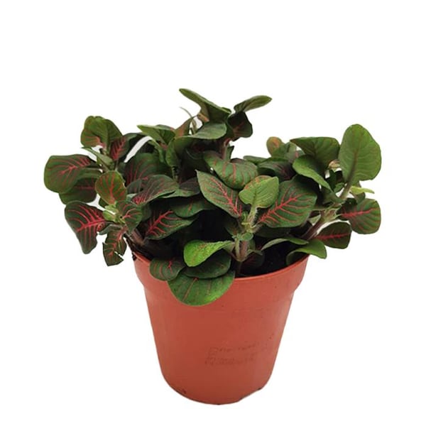 Brook Floras Fittonia Bubble Red Fresh Live Plant Brook Floras Fittonia Bubble Red Fresh Live Plant