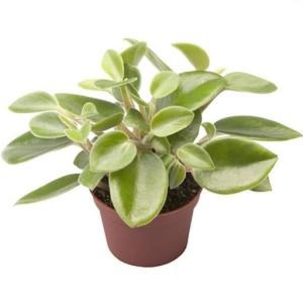 Brook Floras Peperomia Pixie Arenal - Fresh Live Indoor Plant