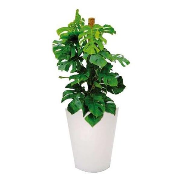Al Qasr Monstera Deliciosa SS11