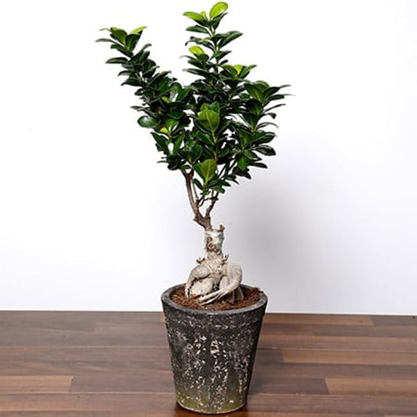 Ficus Bonsai Plant In Ceramic Pot