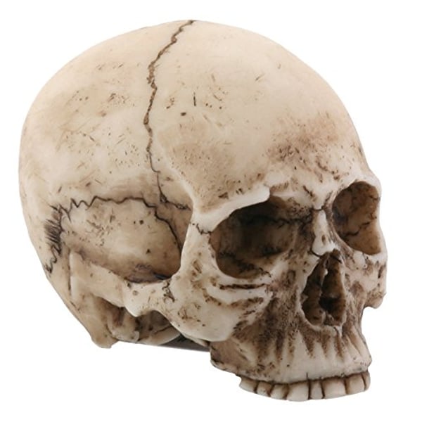 YTC 2.25 Inch Resin Realistically Painted Collectible Skull Head, Small - SS-Y-8037 YTC 2.25 Inch Resin Realistically Painted Collectible Skull Head, Small - SS-Y-8037