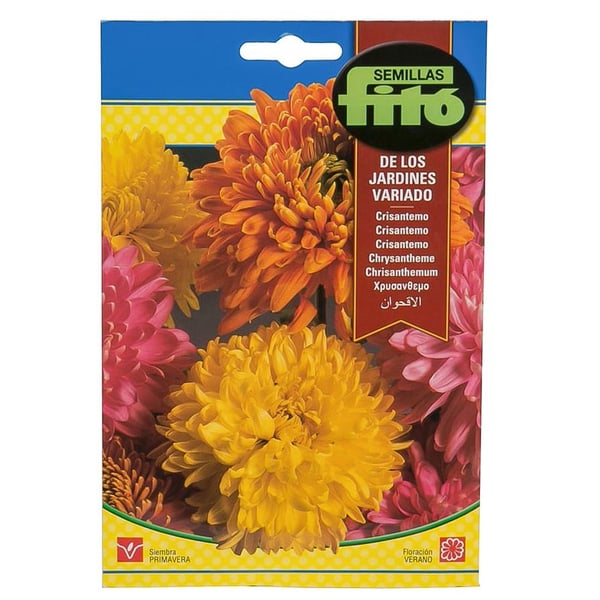 Fito Chrysanthemum Flower Seeds Fito Chrysanthemum Flower Seeds