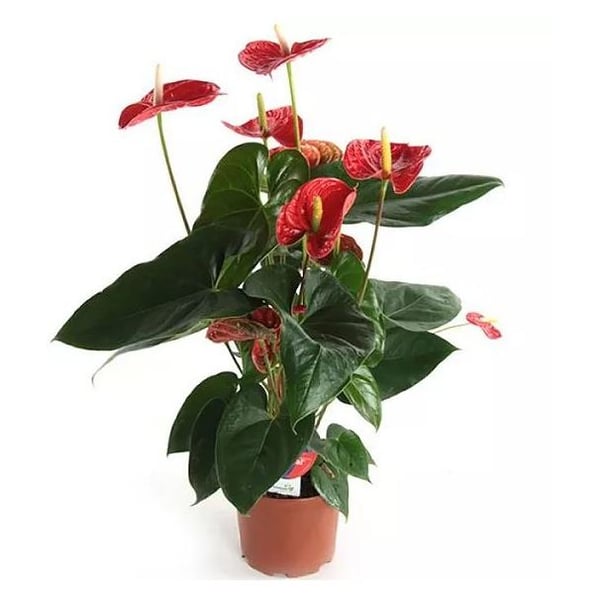 Buy Anthurium Andr Madural Plant H40-50cm Online in UAE | Sharaf DG