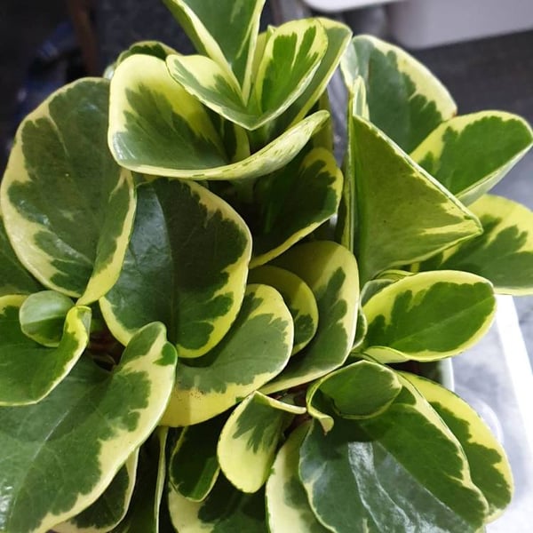 Brook Floras Peperomia Overig - Fresh Live Indoor Plant
