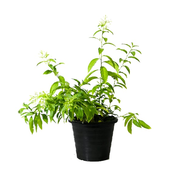 Brook Floras Night Queen - Fresh Live Indoor Plant