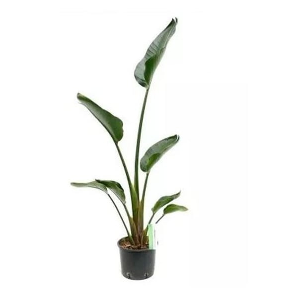 Buy Strelitzia Nicolai Plant H130cm Online in UAE | Sharaf DG