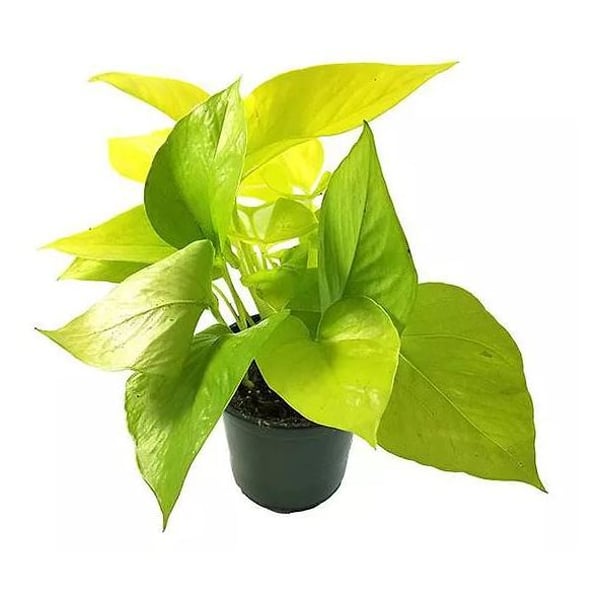 Epipremnum Golden Pothos Plant H15-20cm