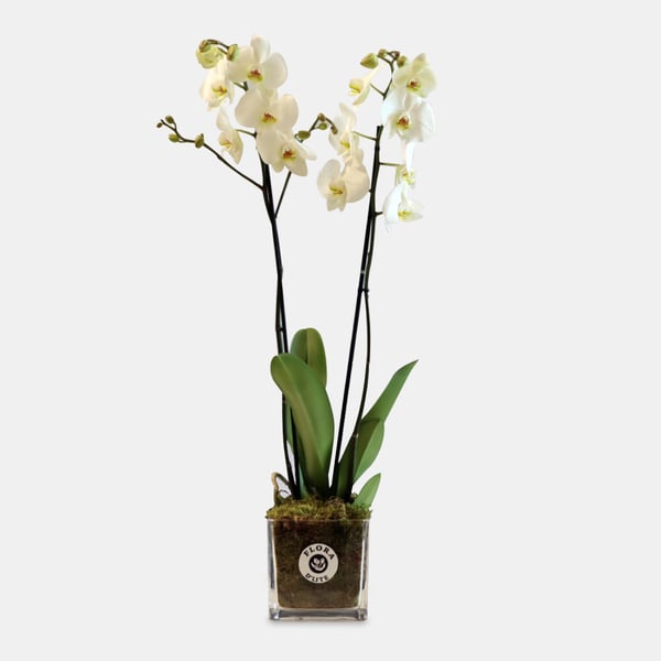 White Phalaenopsis Plant - Live Orchid Plant In A Glass Vase By Flora D'lite