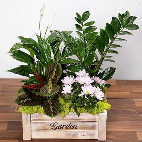 Beautiful Green Garden Box Beautiful Green Garden Box